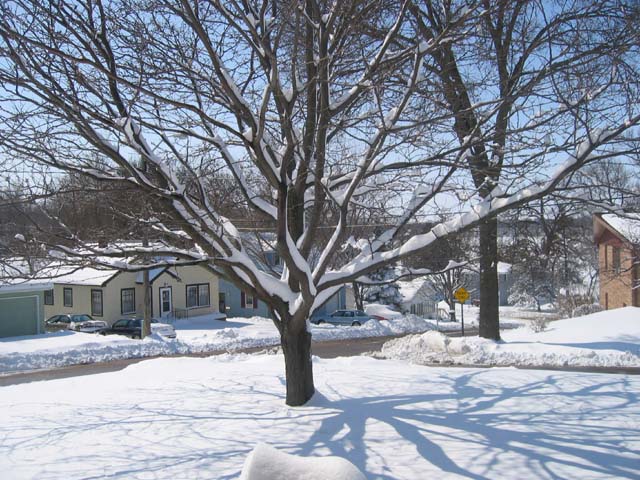 Snow in a tree