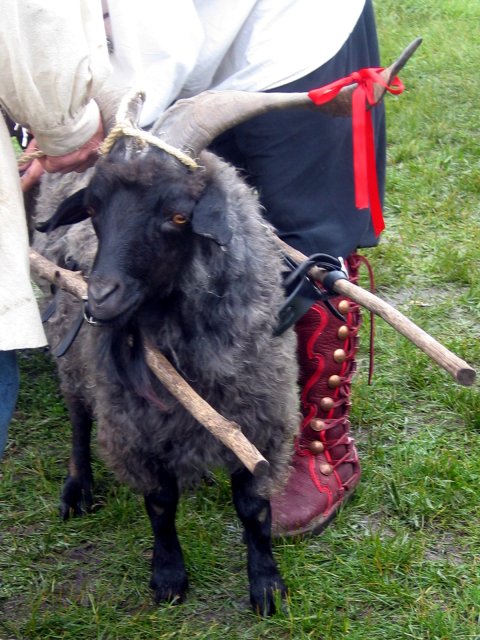 goat in harness