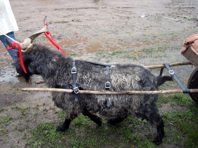 goat in harness